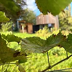 Avec Jacuzzi Les Pieds Dans La Vignes